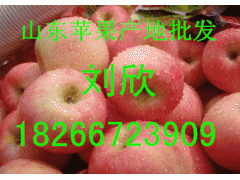 山東紅富士蘋果產(chǎn)地批發(fā)價格/紅富士蘋果產(chǎn)地新銷售行情圖1