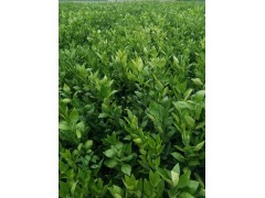 種哪種果樹種苗比較賺錢？＿云南果樹苗網(wǎng)圖1