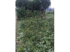 中華紅葉楊，香樟苗，日本落葉松供應(yīng)商圖2