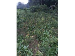中華紅葉楊，香樟苗，日本落葉松供應(yīng)商圖3