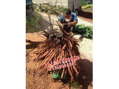 云南天門冬種植戶圖2
