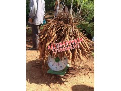 云南天門冬種植戶圖3