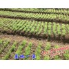 天門冬圖片_天門冬藥材供應(yīng)