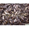 斑蝥（斑貓）【斑蠔、花斑毛】供應(yīng)信息