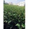 紅富士（煙富3號(hào)）_蘋果品種中哪種最好