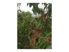 車?yán)遄用鏫批發(fā)價格_車?yán)遄臃N植基地_車?yán)遄用缙詧D3