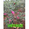 華碩蘋(píng)果_蘋(píng)果苗木新品種_廠家直銷采購(gòu)無(wú)憂