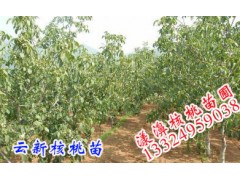 2016云南云新核桃苗市場(chǎng)報(bào)價(jià)_核桃苗13324959038圖1