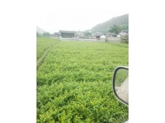 2016云南云新核桃苗市場(chǎng)報(bào)價(jià)_核桃苗13324959038圖3