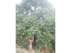 云南核桃實(shí)生苗新報(bào)價(jià)_采購(gòu)核桃實(shí)生苗信息圖3