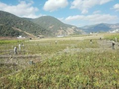 [核桃果樹苗]大理核桃苗木基地信息？圖1
