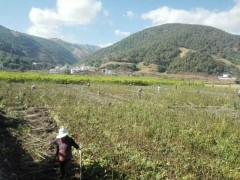 [核桃果樹苗]大理核桃苗木基地信息？圖2