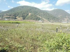 [核桃果樹苗]大理核桃苗木基地信息？圖3