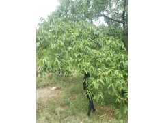 云南香玲核桃苗多少錢一棵？_13324959038圖2