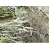 2016新三臺(tái)核桃苗,香玲核桃苗(圖片)_核桃苗(殼薄)