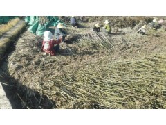 云南核桃苗_大理核桃樹(shù)苗_麗江核桃苗木技術(shù)圖3