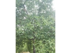 免費核桃種植技術(shù)_云新核桃苗,保山三臺核桃苗,麗江香玲核桃苗圖1