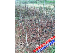 2016核桃苗供應(yīng)商_核桃苗木圖1