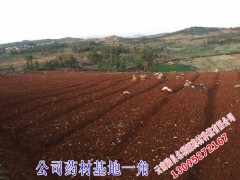供應(yīng)金鐵鎖_金絲矮陀陀中藥材13987124018圖3