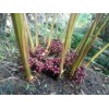 一株草果種苗產(chǎn)多少草果成品_進(jìn)入旺盛期可達(dá)20公斤