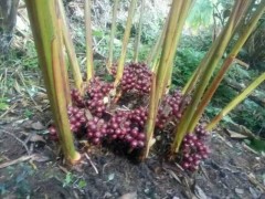一株草果種苗產(chǎn)多少草果成品_進(jìn)入旺盛期可達(dá)20公斤圖2