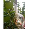 紅瑪瑙大櫻桃苗木特點_紅瑪瑙櫻桃單株經(jīng)濟