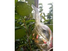 紅瑪瑙大甜櫻桃價格_當(dāng)前苗木訂購單價30元/株圖2