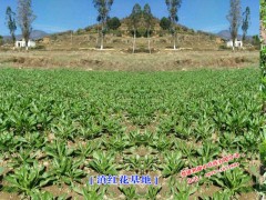 滇紅花種苗_滇紅花供應商家_滇紅花新市場報價參數(shù)圖2