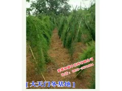 [天門(mén)冬苗]天門(mén)冬種苗[優(yōu)質(zhì)大天門(mén)冬種苗信息]圖2