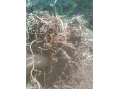 黃草烏哪里能買到種子種苗圖2