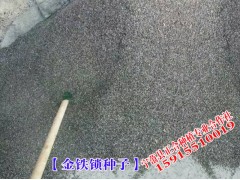 金鐵鎖（獨(dú)定子）種子多少錢一公斤？圖2