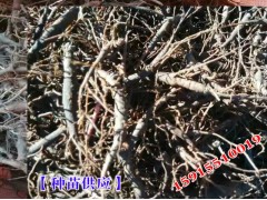 云南麗江金鐵鎖種\紫草烏\木香\當(dāng)歸續(xù)斷種子_正合種植專(zhuān)業(yè)圖3