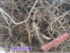 云南瑪卡種植批發(fā)商家_瑪卡價(jià)格報(bào)價(jià)圖2