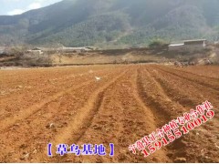 云南瑪卡種植批發(fā)商家_瑪卡價(jià)格報(bào)價(jià)圖3