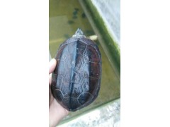 草龜(陸龜,水龜,外塘龜)價(jià)格_外塘龜云南養(yǎng)殖基地信息圖3