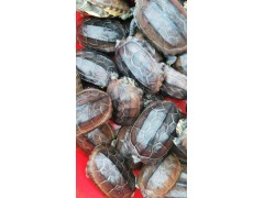 佛龜昆明養(yǎng)殖技術_云南佛龜昆明銷售信息圖1