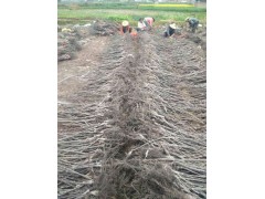 云新核桃苗_云新14號,又名云新7914號,云新高原供貨商圖1
