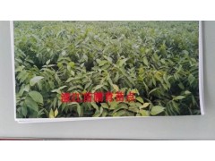 云新核桃苗_云新14號,又名云新7914號,云新高原供貨商圖2