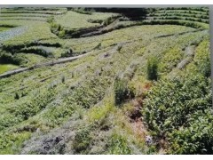 核桃掛果早_云新核桃苗_種植當(dāng)年開始掛果，三年普遍掛果圖3