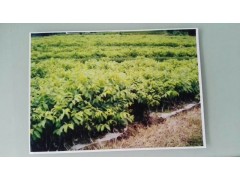 三臺核桃(三臺核桃干果)種植技術(shù)_咨詢17096565700圖1