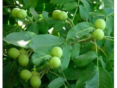 漾濞光明核桃嫁接苗種植基地|大姚三臺(tái)核桃樹苗批發(fā)圖3