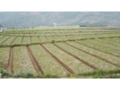 云南大理出售子芽苗和鐵核桃實(shí)生苗信息圖1