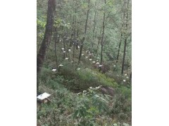 云南胡蜂養(yǎng)殖技術(shù)中如何人工控制筑巢_云南滇潤蜂業(yè)公司圖2