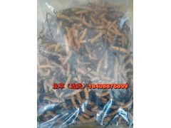 冬蟲夏草的價值和應(yīng)——冬蟲夏草_13577199538圖3