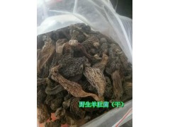 羊肚菌(云南羊肚菌種植基地)圖2