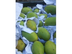 云南紅河熱帶芒果上市_芒果價(jià)格\求購(gòu)信息\_優(yōu)質(zhì)的芒果圖3