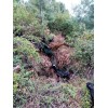 種羊批發(fā)價格_云南本地黑山羊養(yǎng)殖場種羊(商)廠家