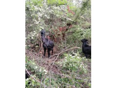 育肥羊(波爾山羊、小尾寒羊)圖3