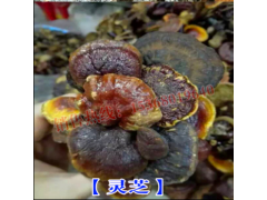 靈芝的功效及適應(yīng)癥狀及價格(0.28元/克 )圖2