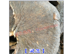 靈芝的功效及適應(yīng)癥狀及價格(0.28元/克 )圖3